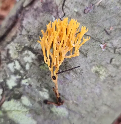 orange coral