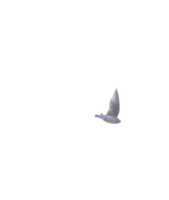Cave Swallow thumbnail 2