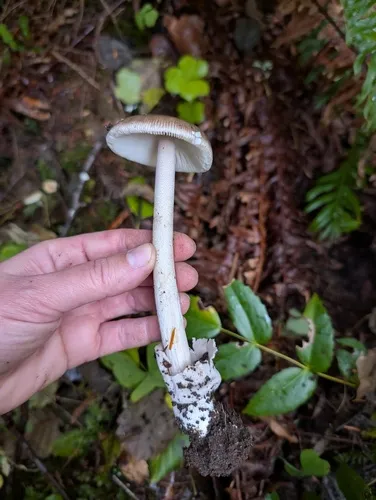 Constricted Grisette