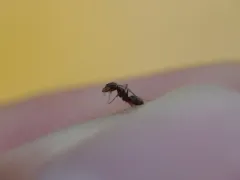 Mousy Pyramid Ant thumbnail 3