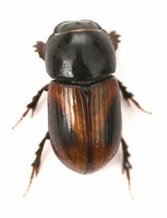 Phaeaphodius rectus thumbnail 4