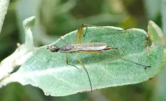 Micropeza lineata thumbnail 3