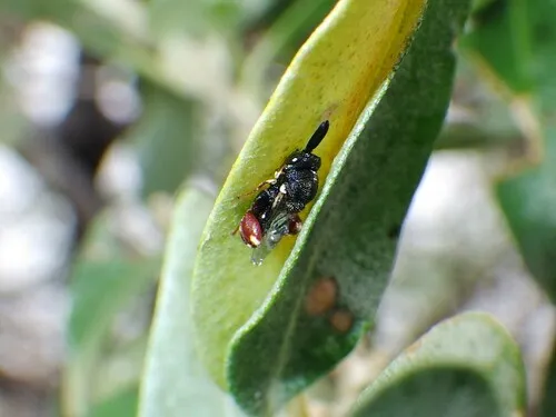 Brachymeria parvula