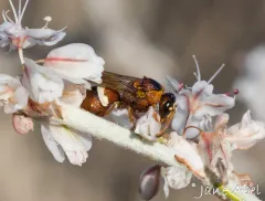 Stenodynerus percampanulatus thumbnail 3