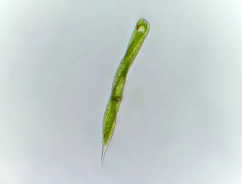 Lepocinclis tripteris