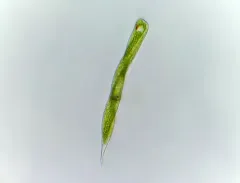 Lepocinclis tripteris thumbnail 1