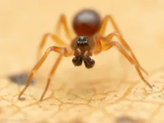 Pocadicnemis pumila thumbnail 3