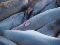 Smalltooth Cookiecutter Shark thumbnail 4