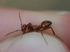 Shining Amazon Ant thumbnail 3