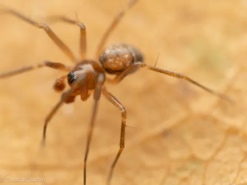 Tenuiphantes zibus