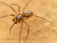 Tenuiphantes zibus thumbnail 1