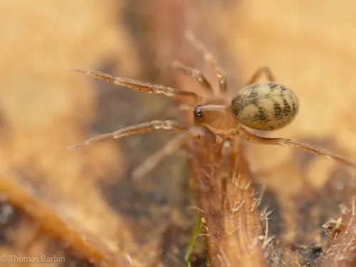 Cybaeota nana