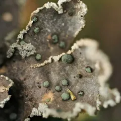 Powdered Moon Lichen thumbnail 2