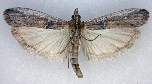 Honora mellinella