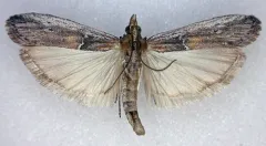 Honora mellinella thumbnail 1