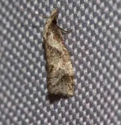 Phtheochroa riscana thumbnail 2