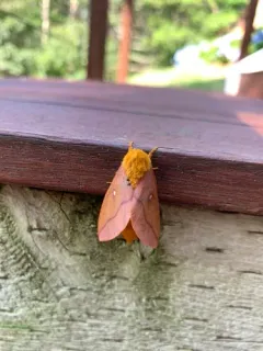 Spiny Oakworm Moth thumbnail 1