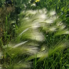Foxtail Barley thumbnail 3