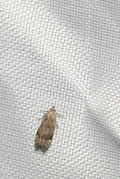 Anacampsis conclusella thumbnail 3