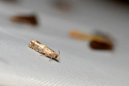 Epinotia walkerana