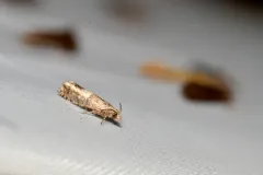 Epinotia walkerana thumbnail 1