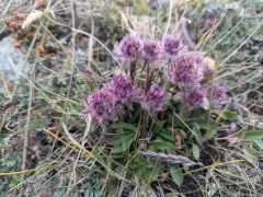 One-flower Fleabane thumbnail 3