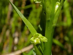 pale green orchid thumbnail 3