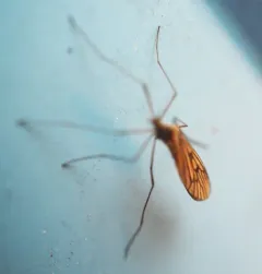 Trichocera bimacula thumbnail 3
