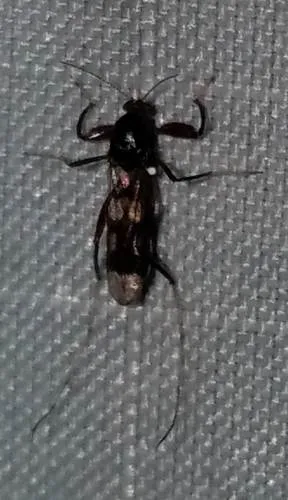 Heteromyia prattii