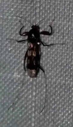 Heteromyia prattii thumbnail 1