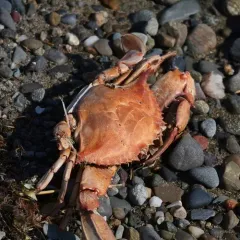 Atlantic Blue Crab thumbnail 4