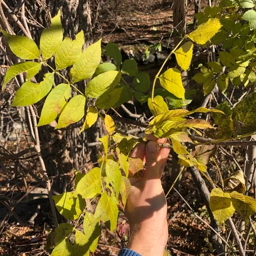 European ash