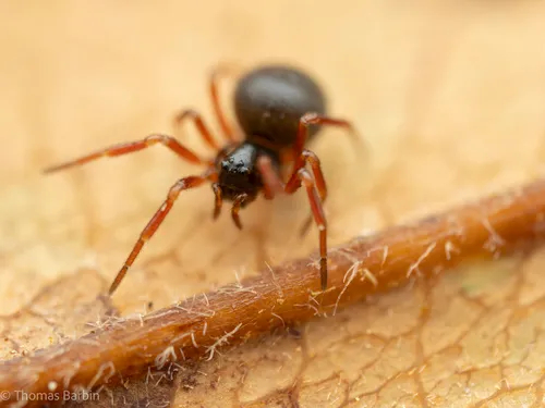 Ceratinella acerea