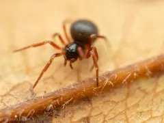 Ceratinella acerea thumbnail 1