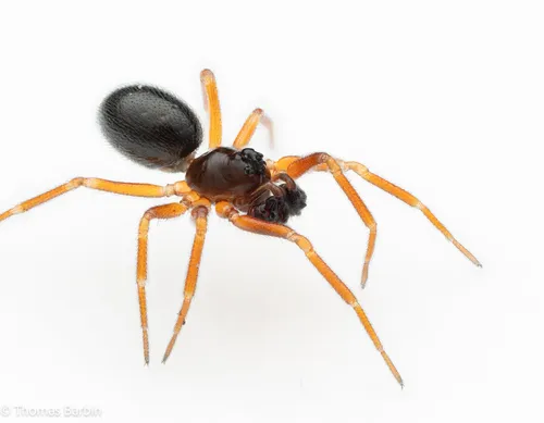 Walckenaeria occidentalis