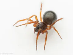 Ceratinops inflatus thumbnail 2