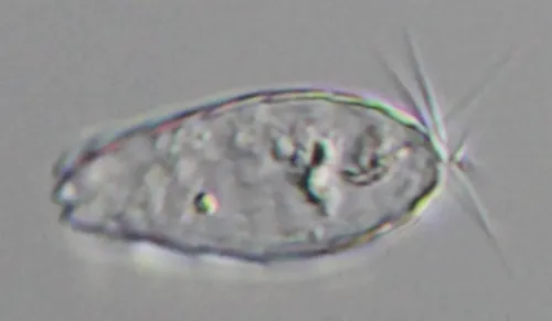Euglypha bryophila