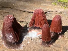 chocolate tube slime thumbnail 3