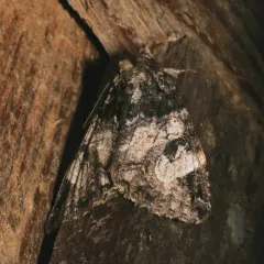 Locust Underwing thumbnail 3