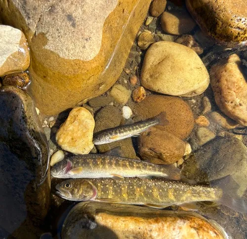 Bull Trout