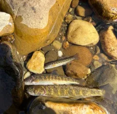 Bull Trout thumbnail 1