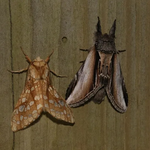 Black-rimmed Prominent