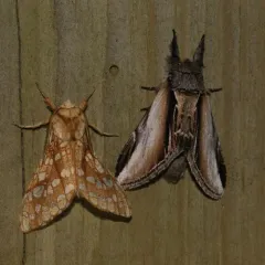 Black-rimmed Prominent thumbnail 1