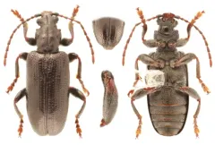 Plateumaris diversa thumbnail 2
