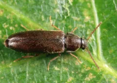 Scotochroides antennatus thumbnail 2