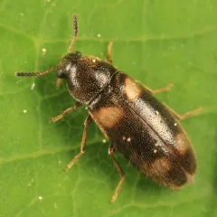 Spilotus quadripustulatus thumbnail 2