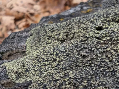 Rhizocarpon sulphurosum