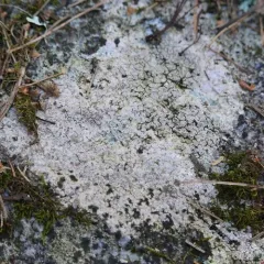 Trapelia placodioides thumbnail 4