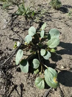 transmontane sand-verbena thumbnail 3