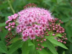Japanese Spirea thumbnail 2